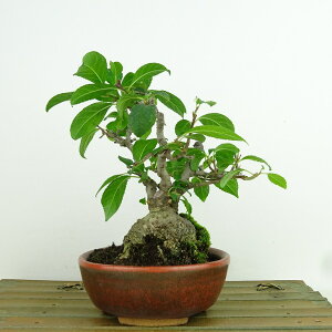 ~ ~[  15cm ߂ǂ Ilex serrata EhL `mL t Ϗܗp i i 