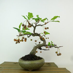 ~ C  20cm ǂ Malus micromalus JChE  o t Ϗܗp i i 