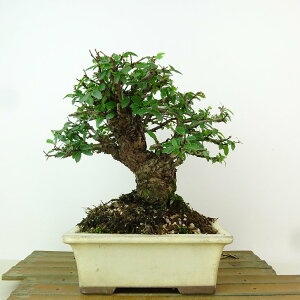 ~ O  17cm ɂꂯ₫ Ulmus parvifolia jPL gt j t Ϗܗp i i