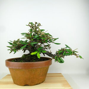 ~   24cm 񂮂 Elaeagnus JO~ O~ Ύ Ϗܗp i