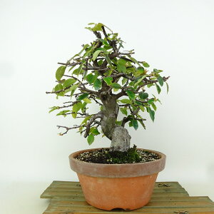 ~ ԗ  23cm  Pseudocydonia sinensis J o t Ϗܗp i 