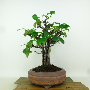 ~ ԗ  29cm  Pseudocydonia sinensis J o t Ϗܗp i 