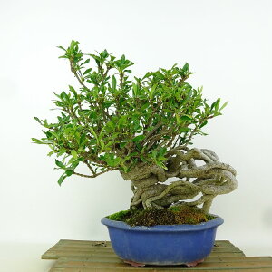 ~ q  23cm Ȃ Gardenia jasminoides N`iV AJl N`iV Ύ i