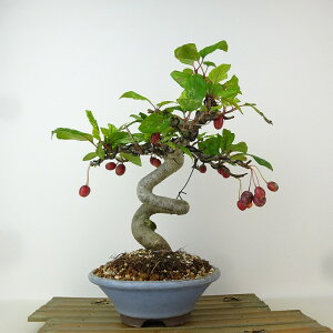 ~ [R C  25cm ǂ Malus micromalus JChE  o t Ϗܗp i 