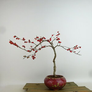 ~ ~[  26cm ߂ǂ Ilex serrata EhL  `mL t Ϗܗp i 