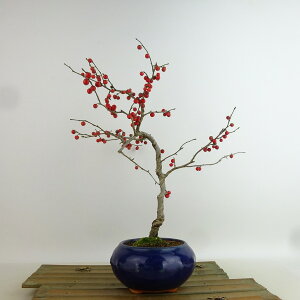 ~ ~[  29cm ߂ǂ Ilex serrata EhL  `mL t Ϗܗp i 