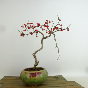 ~ ~[  21cm ߂ǂ Ilex serrata EhL  `mL t Ϗܗp i 