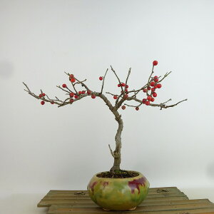 ~ ~[  21cm ߂ǂ Ilex serrata EhL  `mL t Ϗܗp i 
