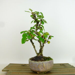 ~ ږ  20cm ߂ Berberis thunbergii M M t Ϗܗp i i