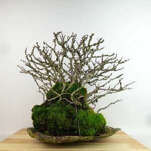 ~ ~ ~  32cm 傤΂ Chaenomeles japonica 'Chojubai' `EWoC  o {P t Ϗܗp i