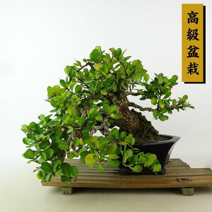 ~ j  ㉺ 20cm ͂܂ ~ Maytenus diversifolia nc}TL 鐫 jVLM nc}TL Ύ Ϗܗp i i