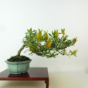 ~ q _  ㉺ 14cm Ȃ Gardenia jasminoides N`iV AJl N`iV Ύ Ϗܗp i i 