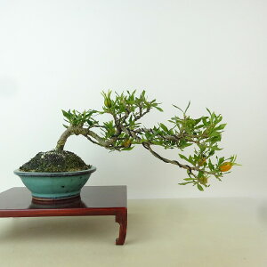 ~ q _  ㉺ 15cm Ȃ Gardenia jasminoides N`iV AJl N`iV Ύ Ϗܗp i i 