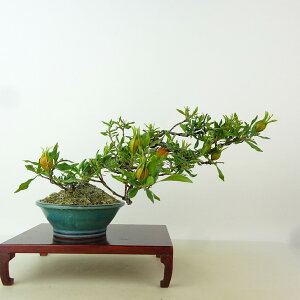 ~ q _  13cm Ȃ Gardenia jasminoides N`iV AJl N`iV Ύ Ϗܗp i i 