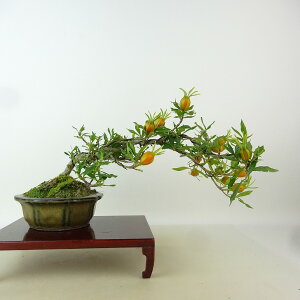~ q _  13cm Ȃ Gardenia jasminoides N`iV AJl N`iV Ύ Ϗܗp i i 