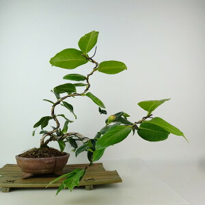 ~    ㉺ 23cm ΂ Camellia japonica coL coL Ύ Ϗܗp i 