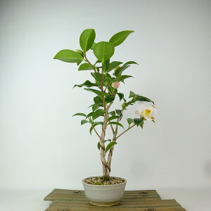 ~   32cm ΂ Camellia japonica coL  coL Ύ Ϗܗp i 