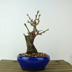 ~ ~ ~  13cm  Prunus mume E Ԕ~  d oC mE o t Ϗܗp i i 