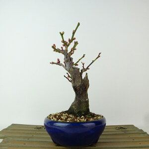 ~ ~ ~  14cm  Prunus mume E Ԕ~  d oC mE o t Ϗܗp i i 