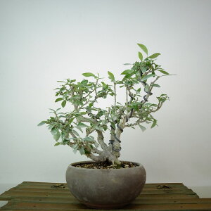 ~ q  17cm Ȃ Gardenia jasminoides N`iV AJl N`iV Ύ Ϗܗp i i 