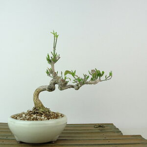 ~ ^|  16cm ܂ Euonymus sieboldianus }~ jVLM tLt Ϗܗp i i