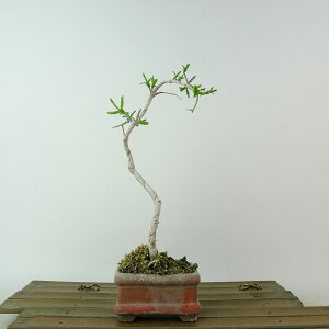 ~ ^|  19cm ܂ Euonymus sieboldianus }~ jVLM tLt Ϗܗp i i