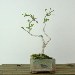 ~ ^|  17cm ܂ Euonymus sieboldianus }~ jVLM tLt Ϗܗp i i