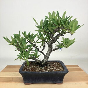 ~ sJT  20cm Pyracantha o Ύ Ϗܗp i i 