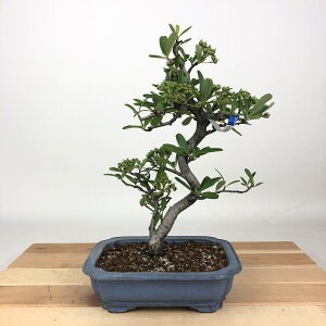 ~ sJT  23cm Pyracantha o Ύ Ϗܗp i 