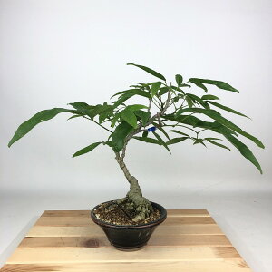 ~  pTbREtW  29cm Millettiareticulata ӂ 鐫 } ictW t Ϗܗp i 