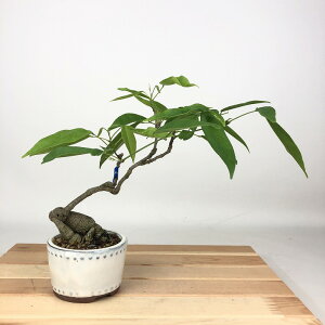 ~  pTbREtW  21cm Millettiareticulata ӂ 鐫 } ictW t Ϗܗp i 