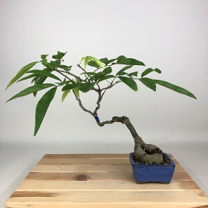 ~  pTbREtW  25cm Millettiareticulata ӂ 鐫 } ictW t Ϗܗp i 