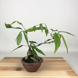 ~  pTbREtW  18cm Millettiareticulata ӂ 鐫 } ictW t Ϗܗp i i 