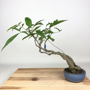 ~  pTbREtW  27cm Millettiareticulata ӂ 鐫 } ictW t Ϗܗp i 