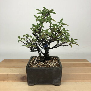 ~ sJT  16cm Pyracantha o Ύ Ϗܗp i i