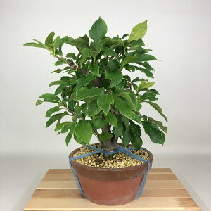 ~ ؘ@  33cm  Magnolia liliiflora N N N t Ϗܗp i 