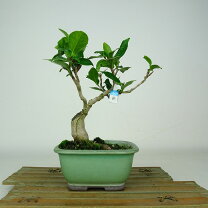 楽天市場】椿 盆栽（盆栽｜花・観葉植物）：花・ガーデン・DIYの通販