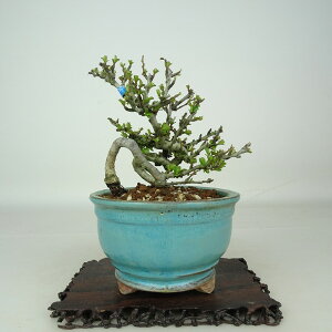 �~�� �~ �����~ ���� ��11cm ���傤����΂� Chaenomeles japonica 'Chojubai' �`���E�W���o�C �o���� �{�P�� ���t�� �ӏ� �Ϗܗp ���i ���i ��������