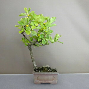 ~ ~[   25cm 邤߂ǂ Celastrus orbiculatus cEhL 鐫 jVLM cEhL t ӏܗp Ϗܗp i