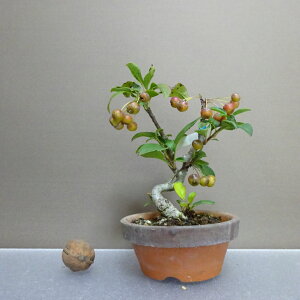 ~ C  13.5cm ǂ Malus micromalus JChE o t ӏܗp Ϗܗp i i 