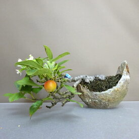 盆栽 姫林檎 上下 約 20cm ひめりんご Malus prunifolia ヒメリンゴ バラ科 リンゴ属 落葉樹 鑑賞用 観賞用 現品