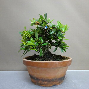 ~ sJT   16cm Pyracantha o Ύ ӏܗp Ϗܗp i i 