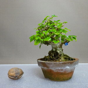 ~   10cm  Acer JGf gt JGf t ӏܗp Ϗܗp i i