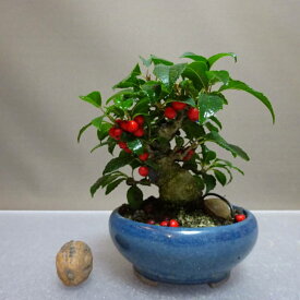 盆栽 梅擬 樹高 約10cm うめもどき Ilex serrata ウメモドキ モチノキ科 落葉樹 鑑賞用 観賞用 小品 現品