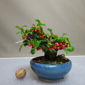 盆栽 梅擬 樹高 約9cm うめもどき Ilex serrata ウメモドキ モチノキ科 落葉樹 鑑賞用 観賞用 小品 現品