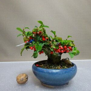 ~ ~[  9cm ߂ǂ Ilex serrata EhL `mL t ӏܗp Ϗܗp i i