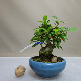 盆栽 梅擬 樹高 約11cm うめもどき Ilex serrata ウメモドキ モチノキ科 落葉樹 鑑賞用 観賞用 小品 現品