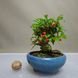 盆栽 梅擬 樹高 約9.5cm うめもどき Ilex serrata ウメモドキ モチノキ科 落葉樹 鑑賞用 観賞用 小品 現品