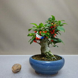 盆栽 梅擬 樹高 約13cm うめもどき Ilex serrata ウメモドキ モチノキ科 落葉樹 鑑賞用 観賞用 小品 現品