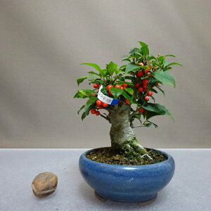 盆栽 梅擬 樹高 約13cm うめもどき Ilex serrata ウメモドキ モチノキ科 落葉樹 鑑賞用 観賞用 小品 現品
